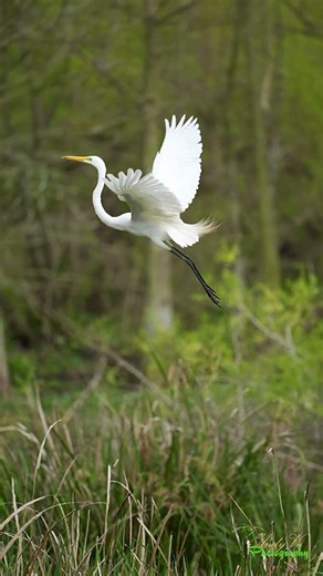 Graceful Egret Flight Home - Stunning Slow Motion Bird Action #birds #nature #wildlife #birdbehavior