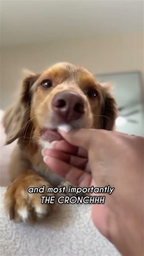 CB x @remyvibez #dogtraining #pets #dogtrainingtreats #dogmom #dogtreats #cute #cutedog