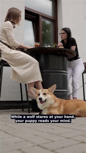 Wolves Can't Read Your Secret Finger Map! 🐾🐶