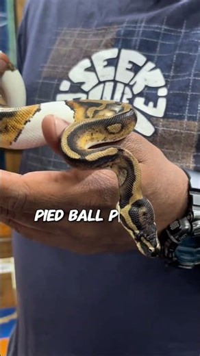 Ball Pythons #karnatakaaquarium #reptiles #endangeredanimals #reptileworld #snake #rareanimals