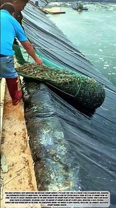 Harvesting Shrimp Using Trawl Nets#farmer #skills #tools