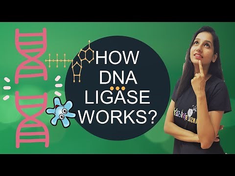 HOW DNA LIGASE WORKS? Why DNA Ligase is needed?