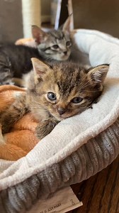 Lazy Sunday with Dani, Leelee, and Edmond ❤️ #adoptdontshop #adoptapet #animallover #spayandneuteryourcats #catrescue #catlover #cattok #catvideos #spayneuter #houstonrescue #fosterhome #fosteringsaveslives | Erin Berger
