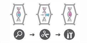Genome Editing