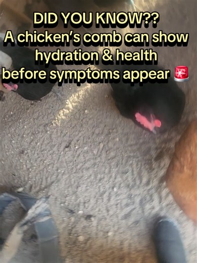 Did you know a chicken’s comb can show early signs of hydration and health before other symptoms appear? A pale, floppy, or dry comb can be your first clue something’s off in the coop. Backyard chicken keepers should always watch comb color and texture, especially during winter and extreme heat. Healthy chickens start with water, nutrition, and daily observation. 🐔💧 link in bio #chickenkeeping #chickens #backyardchickens #chickencare #fyp