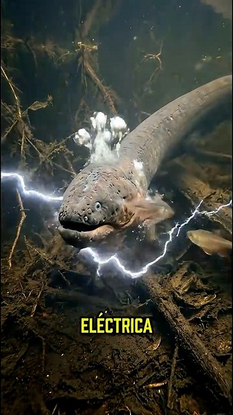 This animal delivers an electric shock of up to 600 volts. #reels