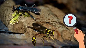 Mud Dauber Wasp Facts & FAQs