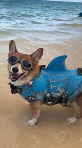 6.3K views · 656 reactions | Super Jojo Corgi certainly lives up to his name! He started hydrotherapy as part of rehabilitation after an accident. On an ocean swim, Jojo and his family noticed dogs surfing and decided to give it a try. It was then that Jojo discovered he was a natural! Since then, he has been on his surfboard spreading joy every time he catches a wave. : @supercorgi_jojo | Natural Dog Company | Facebook