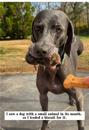 I saw a dog with a small animal in its mouth, so I traded a biscuit for it, and then…#rescue #animals