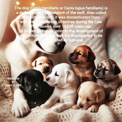 The First Domesticated Animal by Human // Canis familiaris // Canis lupus familiaris
