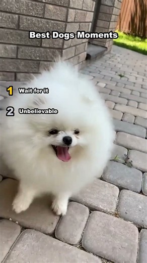 Best animals — Best Dogs Moments — Daily Animal Rankings 🐾