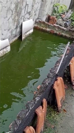 Lagi pada galak ikannya gaes ngeri #shorts #ikanlele #ikanbabon #fyp #mancing #ikan#lele#nila#gurame