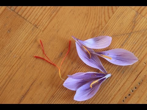 Growing Saffron in the Midwest