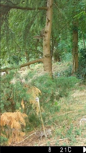 Squirrels chasing each other around the garden.