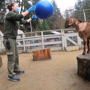 552K views · 10K reactions | This exercise class is the GOAT | Oregon Zoo | Facebook