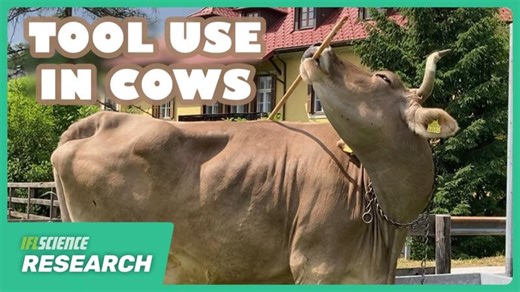 This Fabulous Cow Has Demonstrated The First Case Of Tool Use In Cattle | Amarjot Singh 🇨🇦