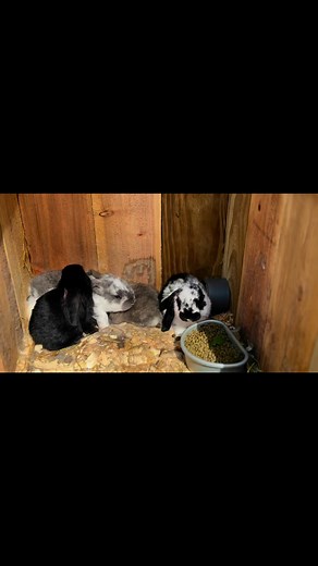 3 weeks old already! #englishlop | Catt Farms