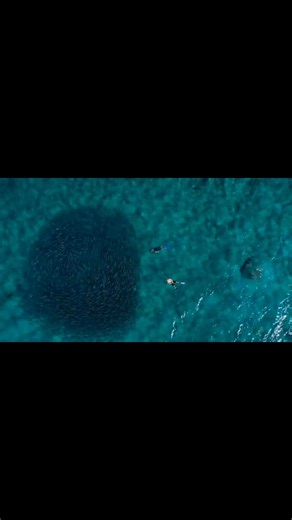 2.1K views · 33 reactions | Bonefish school by the thousands in this...