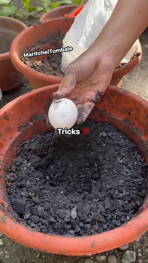 179K views · 3.8K reactions | Tricks: planting marcot calamansi | Maritchel Daclan Tumbale | Facebook