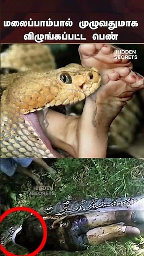 அதிர்ச்சி! பாம்பின் வயிற்றில் காணப்பட்ட பெண்! 😱🐍"