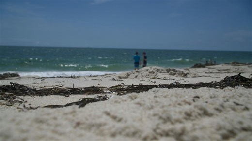 Study: Sharks staying longer around Long Island
