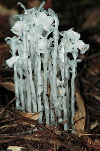 Monotropa uniflora - Alchetron, The Free Social Encyclopedia