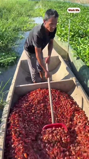 Feeding Softshell Turtles Crayfish Shells | Turtle Farming🐢🦞#shorts