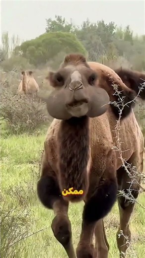 شكل الحيوانات من زوايا مختلفة هيبهرك! 😯🐾 #shorts