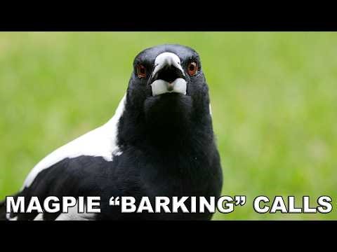 Australian Magpie Barking - Special Alarm Call ( High Arousal Alert )