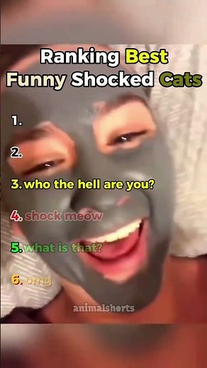 Ranking Best Funny Shocked Cats Moments