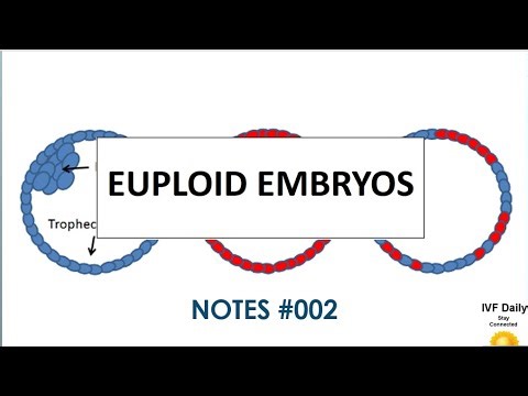 Euploid Embryos #002