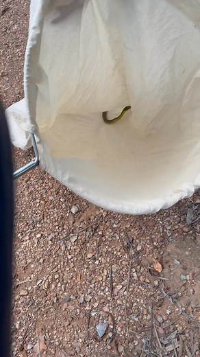 I relocated this big old Common Tree Snake (Dendrelaphis punctulatus) from a residence today. The home owner was cutting down palm fronds and as he was cutting one down the snake dropped out of the tree beside him! A bit of a heart starter. To be honest it was nice to have a break from catching Eastern Browns. I love snakes this size as it indicates a good environment as this snake is a survivor and would have a few years under its belt. Good to see. | Gladstone Region Snake Catchers