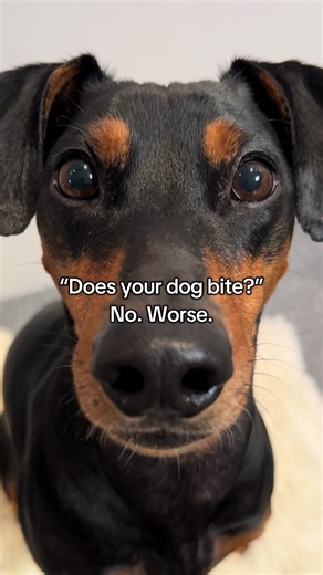 Hilarious Dog Moments That Will Make You Laugh