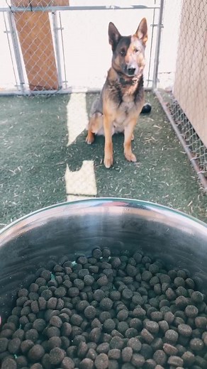 #k9evo #feedingtime #littlebrownrocks #petlover #petsoftiktok #fyp #k9handler #foodfam #copsoftiktok