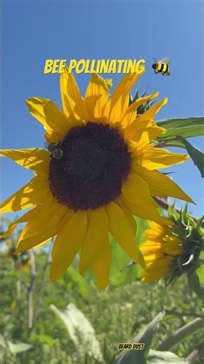Bee ￼pollinating a sunflower ￼#bee