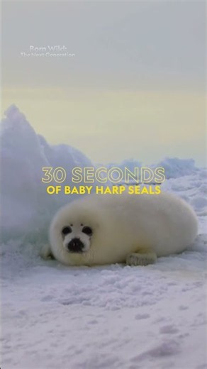 30 Seconds of Baby Harp Seals 🦭| Nat Geo Kids
