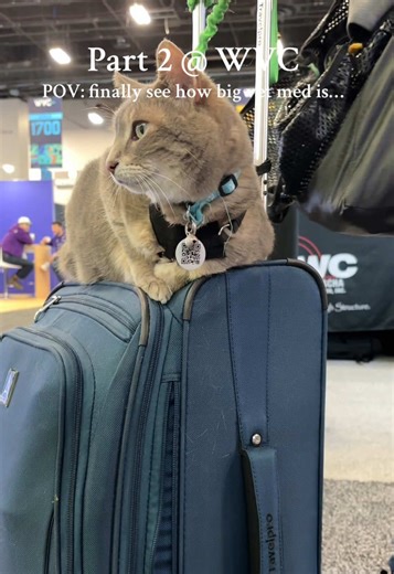Part 2 at WVC and I’m still not over how HUGE vet med really is 🐾 From surgical tools to packed lecture halls… this field is next level. #vetlife #wvc #veterinarymedicine #vetmed #vettechlife @Hill’s Pet Nutrition @Purina Animal Nutrition @Companion Animal Health @Mandalay Bay Resort & Casino