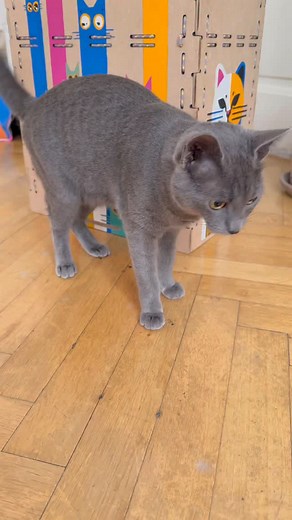 Your cat is bored? 😿 Try this fun hunting game 🎯🐭 Keep your kitty active, smart & happy! 💪#cat | Mia Lucina