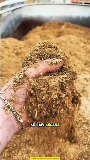 Cara Praktis Pemberian Pakan Sapi Perah!