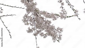 fragrant flowers that can be seen in spring