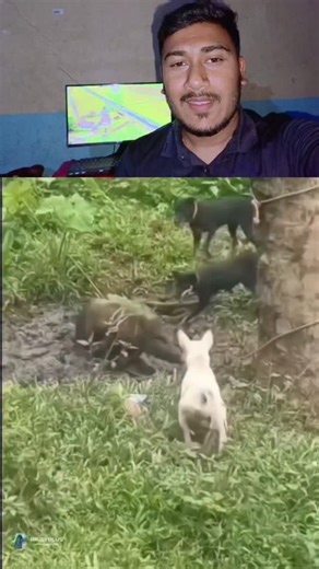 Al Amin Reel on Instagram: "压电瓷砖的工作原理 日本利用压电瓷砖将人们的脚步转化为电能，这种技术通过压电材料将行走时产生的压力转化为电能，并已被应用于涩谷车站等人流密集区域，为LED灯、数字显示屏和传感器等设备供电。 压电瓷砖的工作原理是当人踩在上面时，瓷砖弯曲产生的机械应力会被压电材料转换为电能，通过汇集每一步产生的少量电荷，最终产生足够的电力来驱动各种设备。捕捉动能：: 瓷砖能够捕捉行走的动能，这种动能是由体重和动作对瓷砖产生的压力引起的。 产生机械应力：: 行走时，压力会使瓷砖轻微弯曲，从而产生机械应力。 能量转换：: 瓷砖内部的压电材料将这种机械应力转化为电能。 应用实例 涩谷车站： 在涩谷车站这样人流密集的地方..."