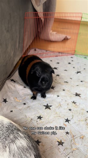 Fun Moments with My Guinea Pig