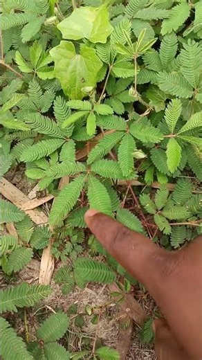 TOUCH ME NOT PLANT।MIMOSA PUDICA PLANT। ଲାଜକୋଲି ଗଛ।