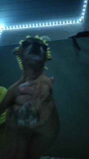 Os vídeos de apollo Silva (@davidapollolina) com som original - apollo Silva