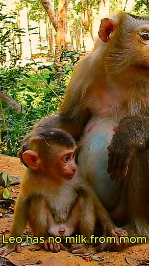 Monkey Time on Reels