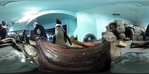 Get a 360º view behind-the-scenes of our Penguin Exhibit at feeding time! Move your mouse or phone to see the whole view. | Monterey Bay Aquarium