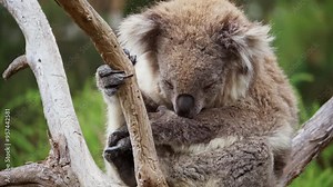 Wild Koala sleeping between the tree forks of a native Australian Eucalyptus tree. Natural wildlife