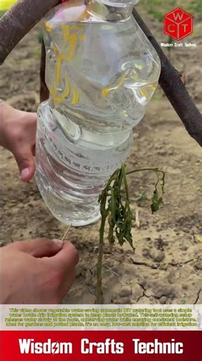 Vegetable water saving automatic DIY watering tool: simple water bottle drip irrigation.