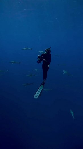 Dancing with the sharks. Diver @taylor.sea 🎥 @joshmunoz #deeperbluephoto #freediving #freediver #diving #travel | DeeperBlue.com