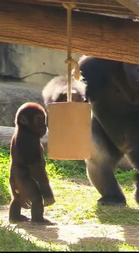 Baby Gorilla Taps Randomly… Dad Teaches the Rhythm 🦍🥁